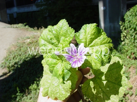 mallow, high